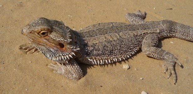 1jul2015 o lagarto australiano da especie pogona vitticeps e tambem chamado de dragao barbudo