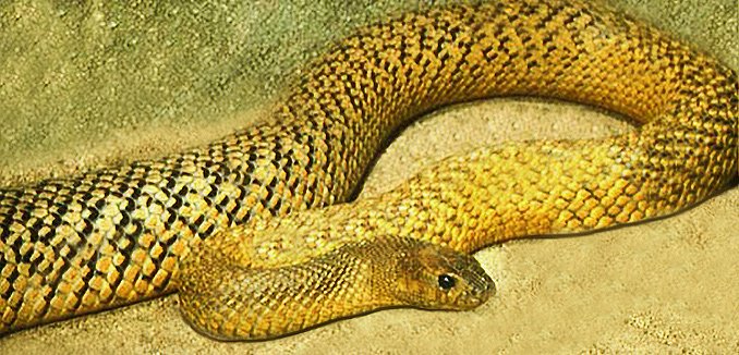 FierceSnakeOlive
