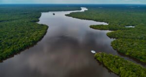 em busca de ratos na Amazônia – Jornal da USP