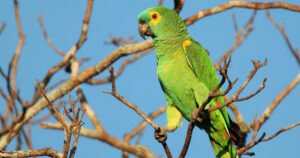 Lista de aves de São Paulo ganha novas espécies e pode ajudar na conservação​ – Jornal da USP