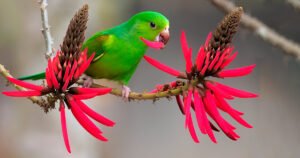 Em São Paulo, periquitos, maracanãs e papagaios buscam alimento em árvores nativas – Jornal da USP