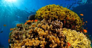 Corais de águas profundas e a resiliência da ordem Scleractinia 8 460 milhões de anos de história revelam resiliência em corais de águas profundas – Jornal da USP