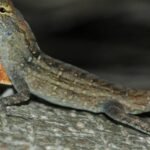 Este lagarto vive com níveis recordes de chumbo no sangue – e parece estar bem