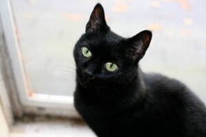 A história e o mito do gato preto: por que ele é associado ao azar? 6 Por que batemos na madeira ou cruzamos os dedos? Desvende a origem de 4 superstições populares | National Geographic