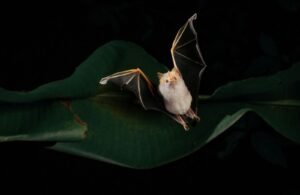 Pesquisa revela segredos dos morcegos na América Latina 2 Descoberto o morcego “arquiteto”: ele constrói a própria casa, inclusive em florestas no Brasil | National Geographic