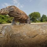 Os dragões-de-komodo têm dentes revestidos de ferro, uma descoberta nunca vista em répteis | National Geographic