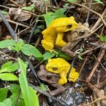 Sapos podem ficar amarelo neon? Cientistas revelam o segredo desta transformação | National Geographic