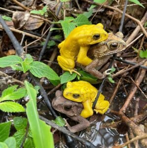 Sapos podem ficar amarelo neon? Cientistas revelam o segredo desta transformação | National Geographic