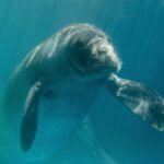 Peixe boi tratada 3 2 Easy Resize.com Easy Resize.com