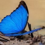 Como o desmatamento da Amazônia afeta as borboletas: elas estão perdendo suas cores e podem desaparecer | National Geographic