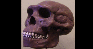 O “Homem de Java”, o primeiro Homo erectus descoberto, finalmente irá voltar para casa | National Geographic