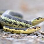 Pítons em festa e cascavéis buscando amigos: uma câmera mostra cobras em comportamentos inesperados | National Geographic