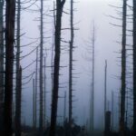 Chuva ácida: um legado tóxico dos combustíveis fósseis que a COP30 precisa enfrentar | National Geographic