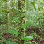 TFFF: o Fundo Florestas Tropicais realmente pode ajudar na preservação das florestas do mundo? NatGeo explica | National Geographic