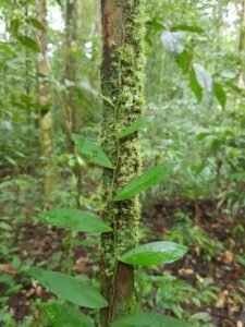 TFFF: o Fundo Florestas Tropicais realmente pode ajudar na preservação das florestas do mundo? NatGeo explica | National Geographic
