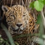 Como conquistar a confiança de uma onça-pintada? O diário de uma bióloga no Pantanal brasileiro | National Geographic