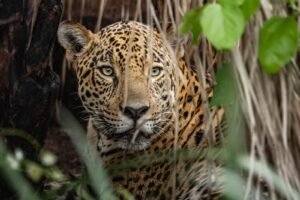 Como conquistar a confiança de uma onça-pintada? O diário de uma bióloga no Pantanal brasileiro | National Geographic