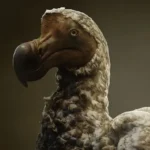 dodo