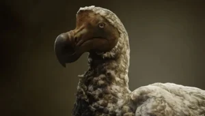 dodo