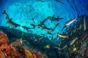 Deserto de tubarões: o que torna alguns santuários marinhos uma ameaça para os grandes predadores? | National Geographic