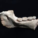 O elo perdido? Novos fósseis pré-históricos podem ser a raiz da árvore genealógica do Homo sapiens | National Geographic