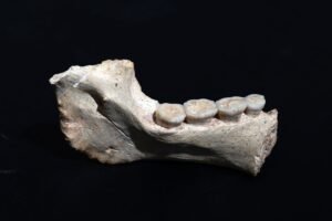 O elo perdido? Novos fósseis pré-históricos podem ser a raiz da árvore genealógica do Homo sapiens | National Geographic