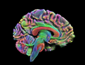 A "adolescência" do cérebro vai até os 32 anos: novo estudo de Cambridge mostra os 5 estágios da vida cerebral | National Geographic