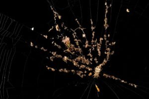 O que as teias de aranha mais estranhas da Terra estão ensinando aos cientistas | National Geographic
